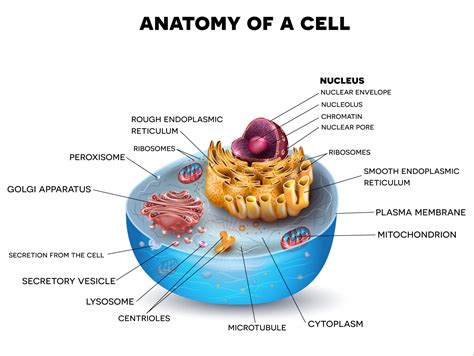 three parts of a cell diagram 